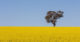 canola and tree