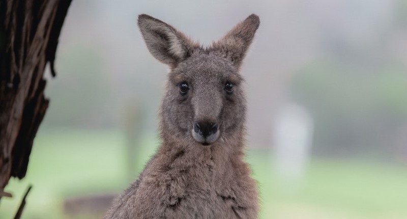 Kangaroo land conservation