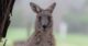 Kangaroo land conservation