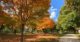 leafy park in Toorak