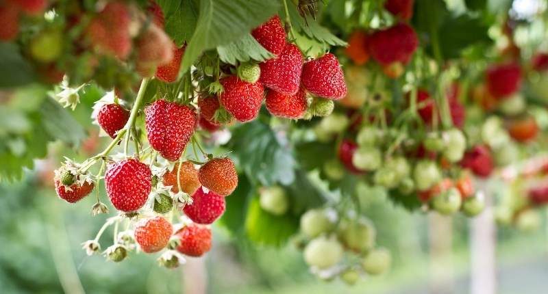 berry farm red ripe