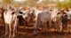 cattle australia