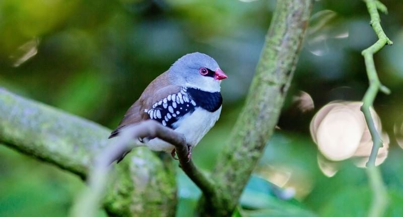 diamond firetail