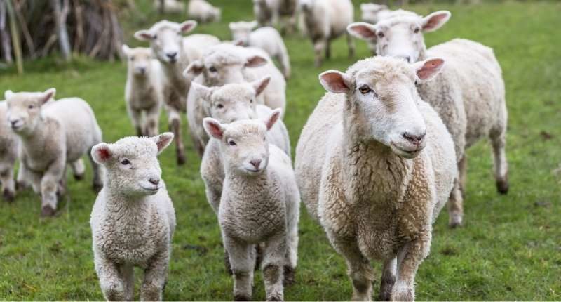 lamb sheep farm agriculture
