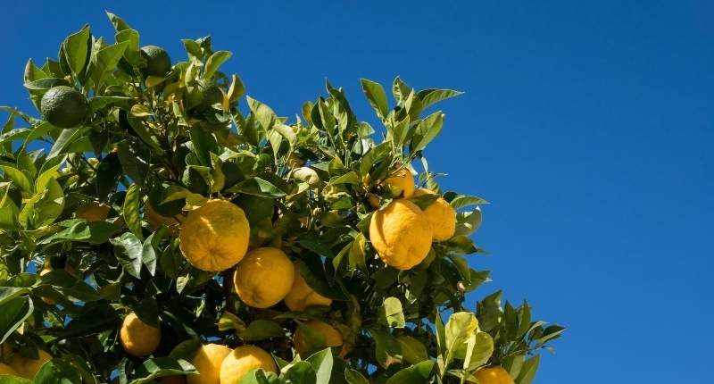 lemon tree ripens