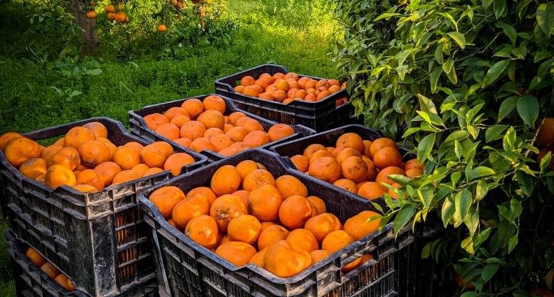 citrus mandarin orange farm crate