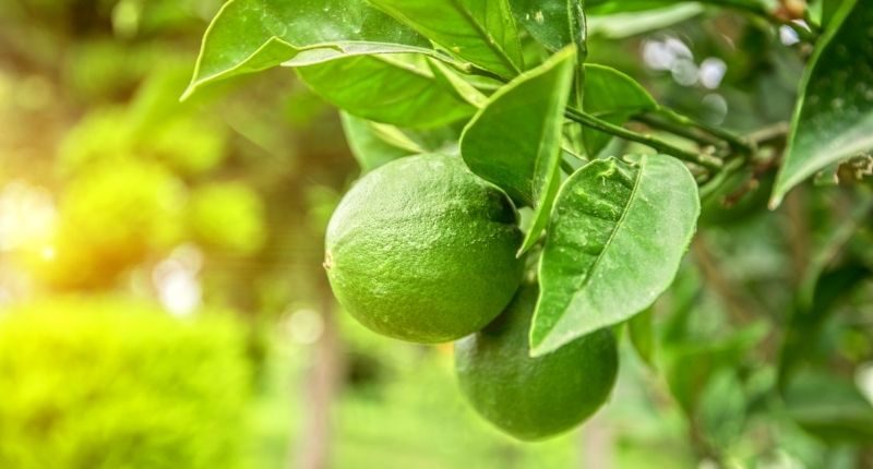 lemon lime tree farm orchard