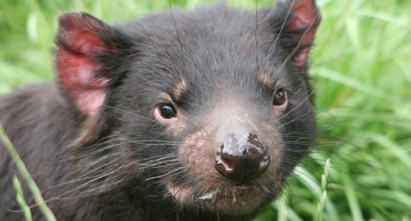 Tasmania devil