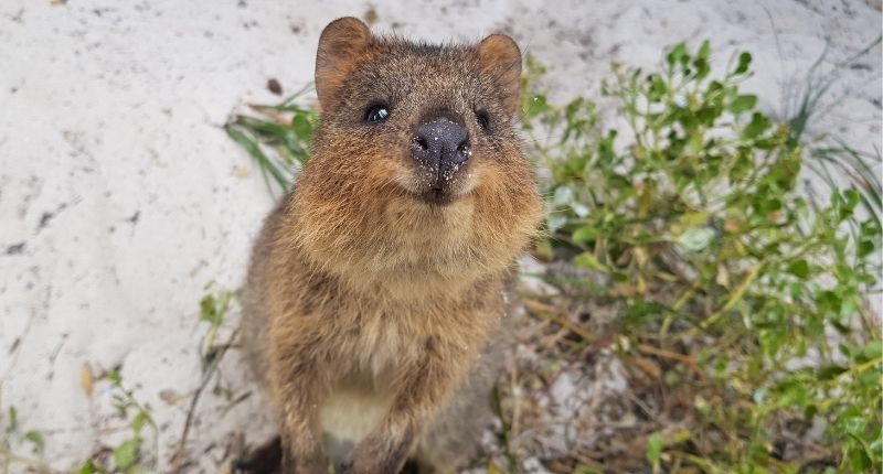 Developer selected for Rottnest Island upgrades | The Property Tribune