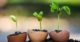 three plants