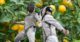 fencing-lemon-tree-flying-parry-feature