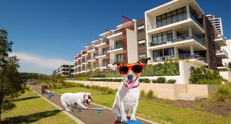 apartments dogs skateboarding