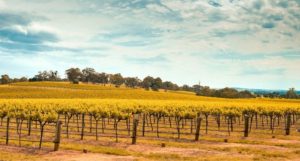 Barossa Valley Winery