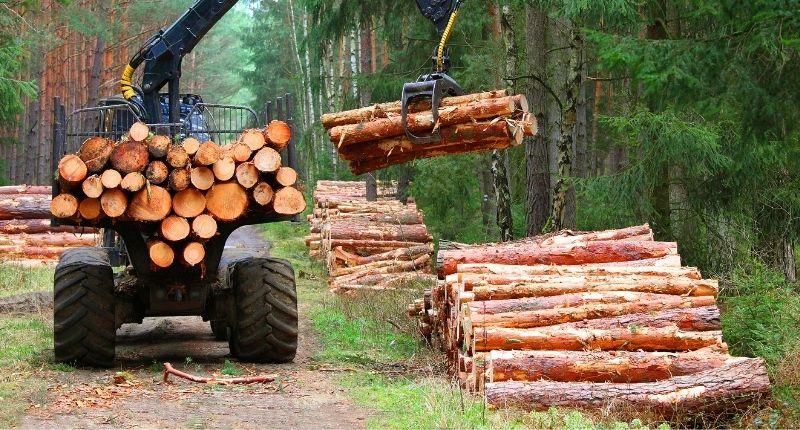 timber pine plantation WA