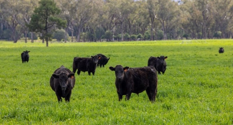 cows-graze-grazing-breeza-gunnedah-nsw-sydney-feature