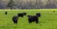 cows-graze-grazing-breeza-gunnedah-nsw-sydney-feature
