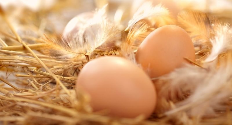 nest-egg-superannuation-feature