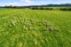 stockdale-park-farm-cbre-gippsland-sheep