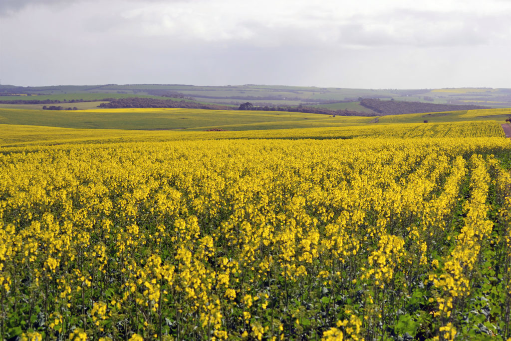 Eyre Peninsula farming aggregation for sale The Property Tribune