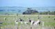 Eyre Peninsula cropping aggregation