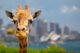 giraffe taronga zoo sydney opera house