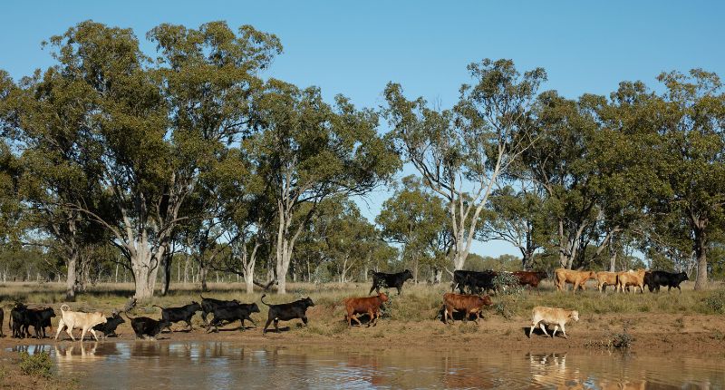qic settles stuarts creek purchase from packhorse pastoral company