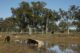 queensland investment corporation buys stuarts creek from packhorse pastoral company