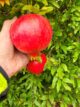 mooroopna north pomegranate orchard for sale